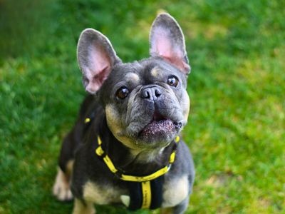 Luna | French Bulldog | Manchester - 2