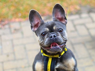 Luna | French Bulldog | Manchester - 3
