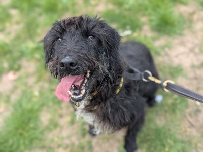 Teller | Spaniel (English Springer) Cross | Bridgend (Wales) - 3