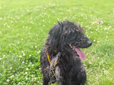 Teller | Spaniel (English Springer) Cross | Bridgend (Wales) - 3