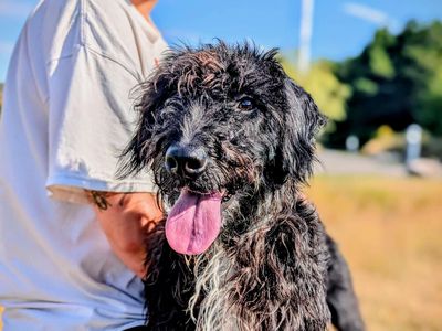 Teller | Spaniel (English Springer) Cross | Cardiff - 3