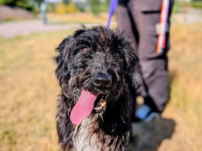 Teller | Spaniel (English Springer) Cross | Cardiff - 5