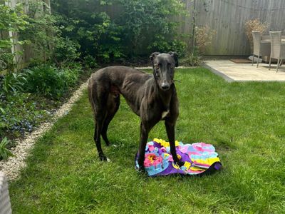 Norman | Greyhound | Merseyside (Liverpool) - 3