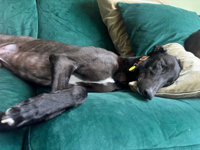 Norman | Greyhound | Merseyside (Liverpool) - 5