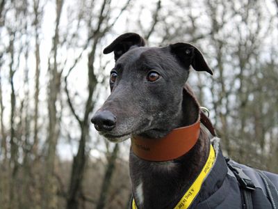 Shadow | Greyhound | Merseyside (Liverpool) - 3