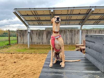 Harley | Lurcher | Salisbury (Wiltshire) - 4