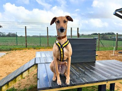 Harley | Lurcher | Salisbury (Wiltshire) - 2
