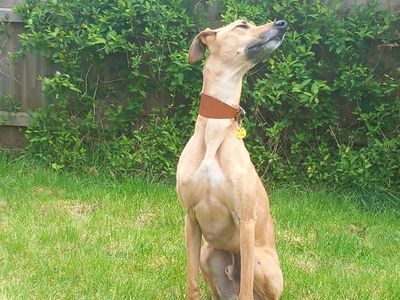 Harley | Lurcher | Salisbury (Wiltshire) - 4