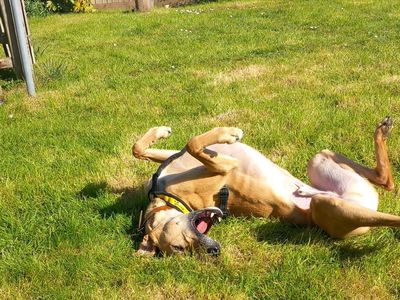 Harley, a 6 years old male Lurcher available for adoption from Dogs Trust in Wiltshire