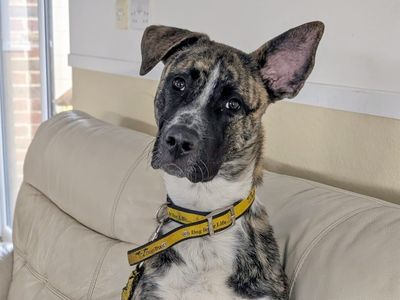 Chip | Akita Cross | Basildon (Essex) - 5