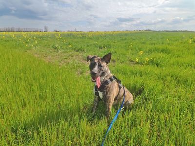 Chip, a 1 year old male Akita available for adoption from Dogs Trust in Greater London