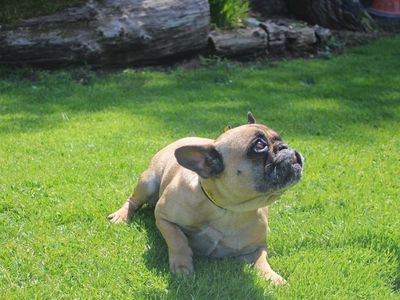 Vada | French Bulldog | Merseyside (Liverpool) - 2