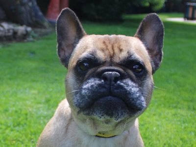 Vada | French Bulldog | Merseyside (Liverpool) - 3