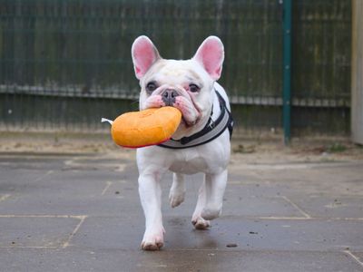 Winston | French Bulldog | Harefield West London - 3