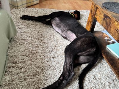 Sasha | Greyhound | Kenilworth (West Midlands) - 3
