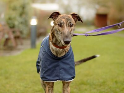 Finn | Greyhound | Kenilworth (West Midlands) - 3