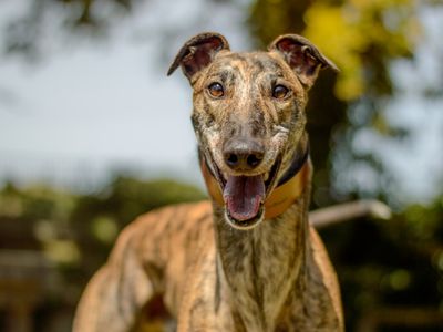 Finn | Greyhound | Kenilworth (West Midlands) - 3