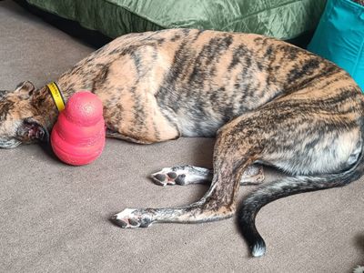 Finn | Greyhound | Kenilworth (West Midlands) - 4