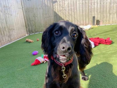 Theo | Spaniel (Cocker) | Darlington - 3
