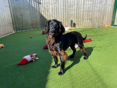 Theo | Spaniel (Cocker) | Darlington - 1