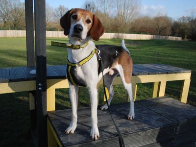 Finn | Trailhound | Newbury (Berkshire) - 2