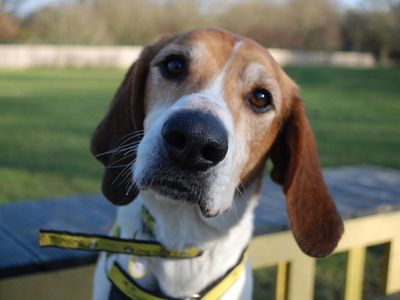 Finn | Trailhound | Newbury (Berkshire) - 3
