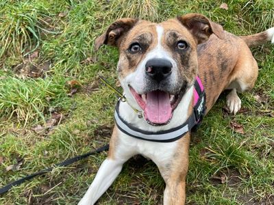Daisy | Terrier (Staffordshire Bull) Cross | Shrewsbury (Shropshire) - 3