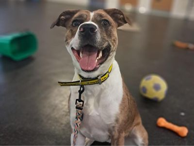 Daisy | Terrier (Staffordshire Bull) Cross | Shrewsbury (Shropshire) - 1