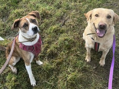 Daisy | Crossbreed | Evesham (Worcestershire) - 2