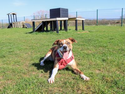 Daisy | Crossbreed | Evesham (Worcestershire) - 4