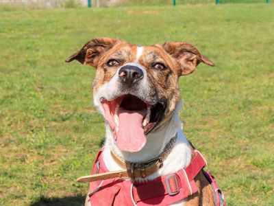 Daisy — Mixed Breed