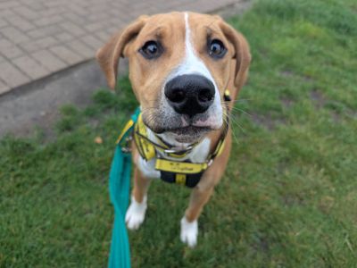 Charlie | Lurcher Cross | Cardiff - 5