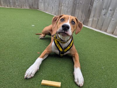 Charlie | Lurcher Cross | Cardiff - 3