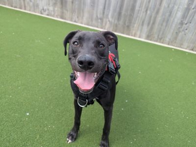 Ditto | Lurcher Cross | Cardiff - 1