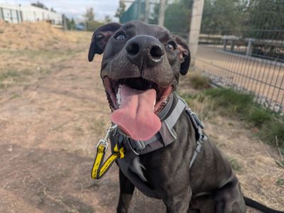 Ditto | Lurcher Cross | Cardiff - 5