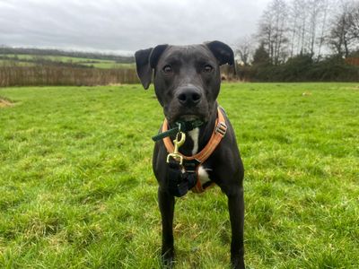 Ditto | Lurcher Cross | Cardiff - 3