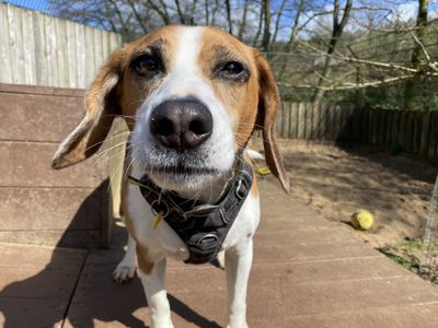 Bobby Beagle | Beagle | Ilfracombe - 3