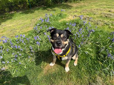 Jackie | Terrier (Staffordshire Bull) Cross | Canterbury - 1