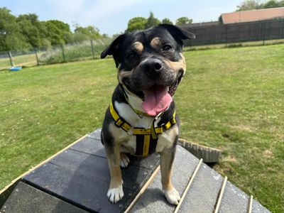 Jackie | Terrier (Staffordshire Bull) Cross | Canterbury - 3