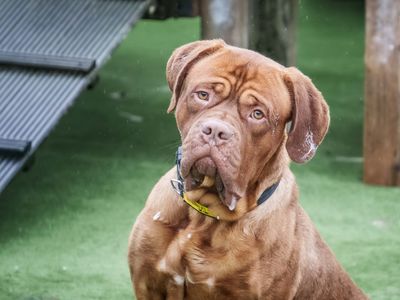 Meeko, a 4 years old male Dogue de Bordeaux available for adoption from Dogs Trust in Loughborough, Leicestershire