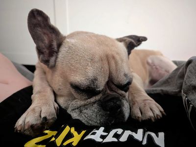 Dora | French Bulldog | Merseyside (Liverpool) - 5