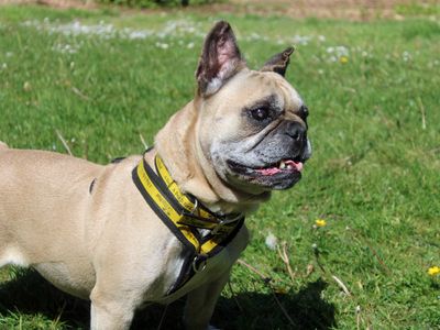 Dora | French Bulldog | Merseyside (Liverpool) - 3