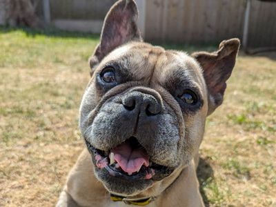 Dora | French Bulldog | Merseyside (Liverpool)