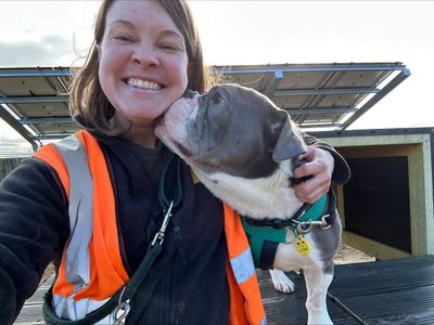 Bruno | Bulldog | Salisbury (Wiltshire) - 3