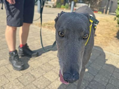 Jackson | Greyhound | Basildon (Essex) - 3
