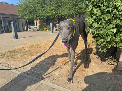 Jackson | Greyhound | Basildon (Essex) - 5