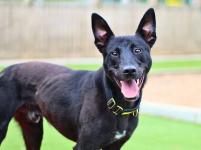 Mickey | Belgian Shepherd Dog (Malinois) Cross | Manchester - 5