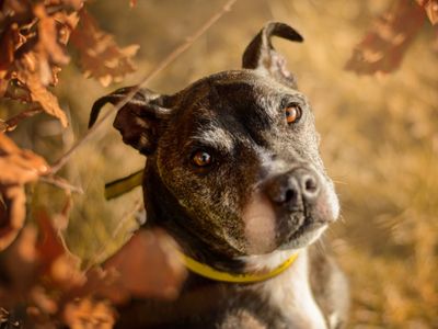 Parsley | Terrier (Staffordshire Bull) | Kenilworth (West Midlands) - 5