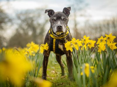 Parsley | Terrier (Staffordshire Bull) | Kenilworth (West Midlands) - 3