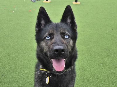 Lexi | German Shepherd Dog Cross | Glasgow - 3